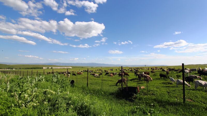 Photo of east Kazakhstan agricultural land with hundreds of sheep grazing beneath blue sky.