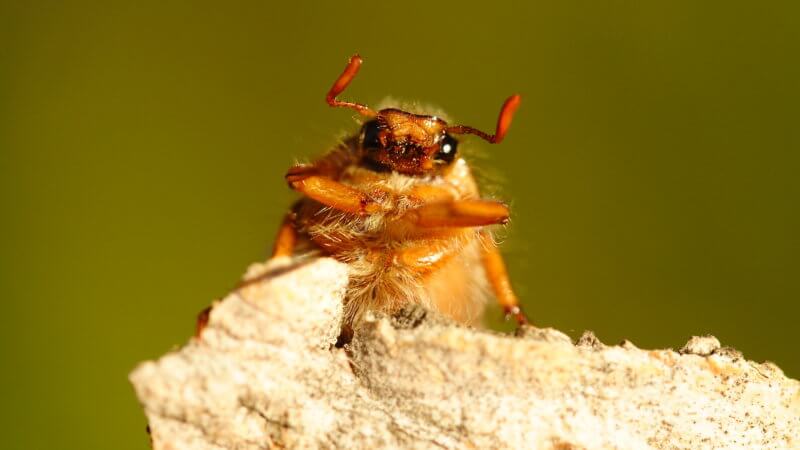 Photo of East Kazakhstan insect on tree bark.