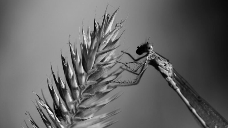 Black and white close up image of mayfly sat on a wheat husk.