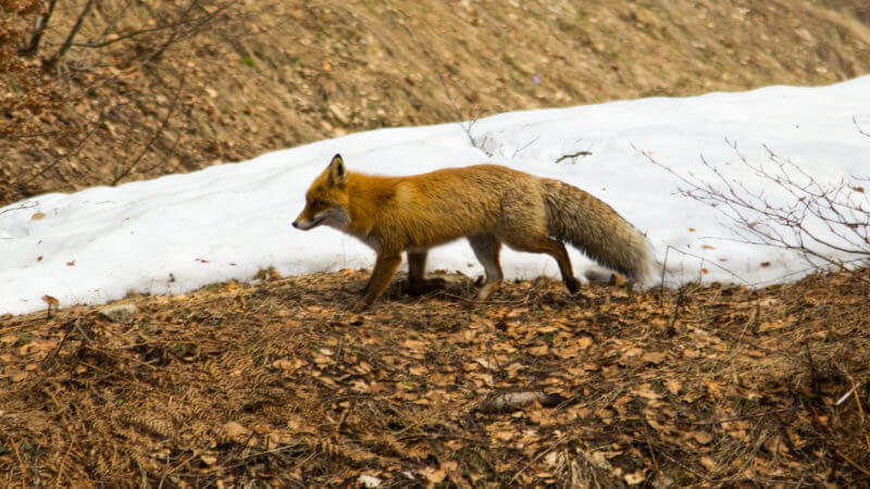 A red, bushy-tailed fox runs past the camera.