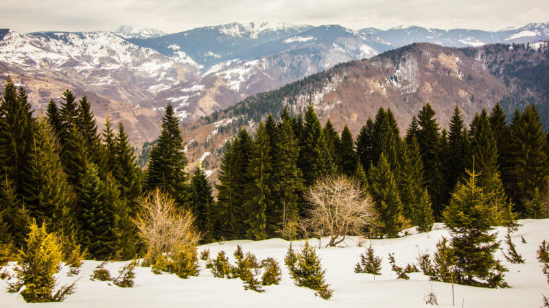 Peaks of the Balkans Trail photo in winter with pine forest in foreground.