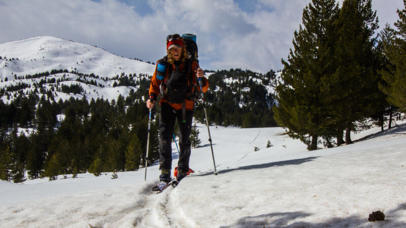 Skiing uphill through pine forest and towing bag.