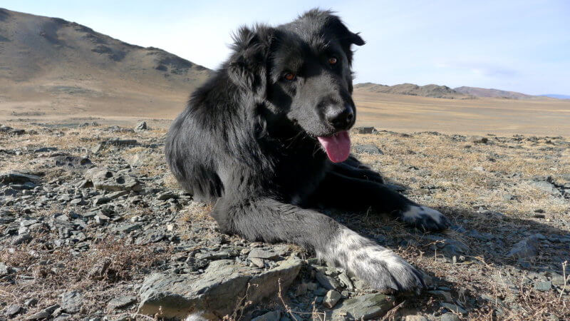 A cute black Mongolian dog lying on the ground with his tongue out.