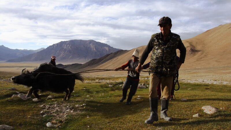 A group of men try to control a wildly bucking yak.