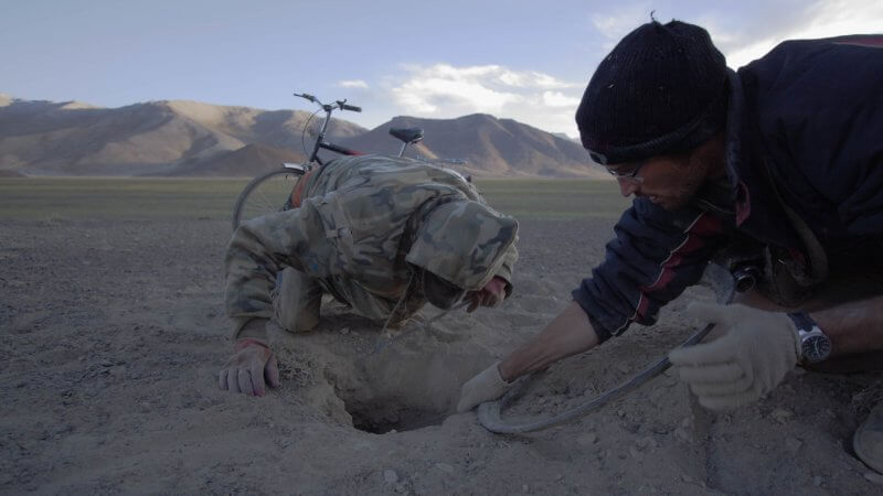 Two men crouched over a dusty marmot hole pull on a snare trap wire.