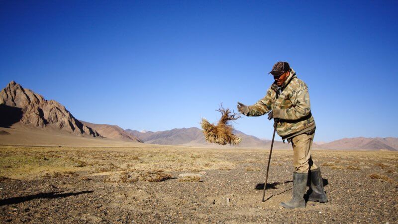 A man with a metal stake for digging plants throws a teresken shrub through the air.