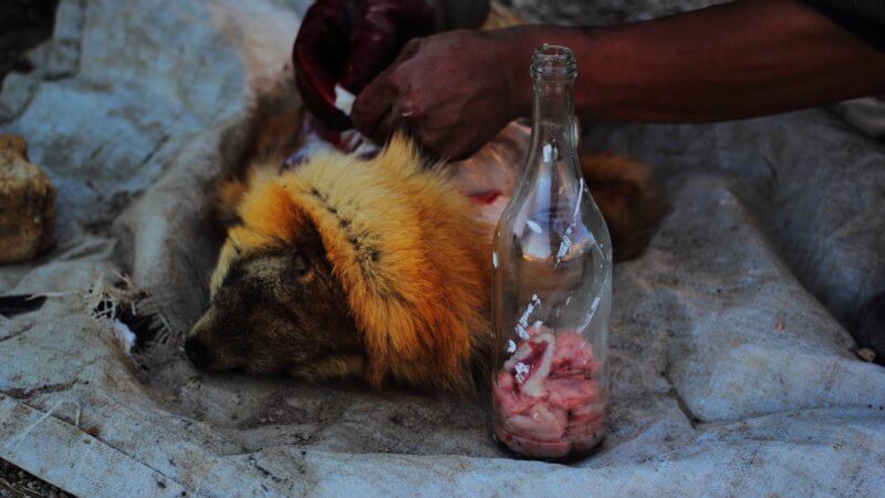 A glass bottle filled with marmot fat sits next to the dismembered remains of a marmot.