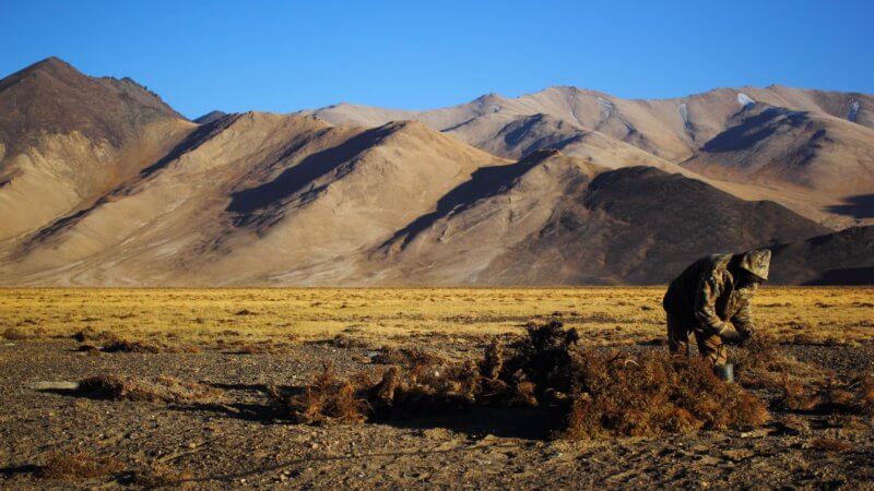 A Kyrgyz man wearing camouflage bundles up teresken shrub on the high Pamir Mountains plateau.