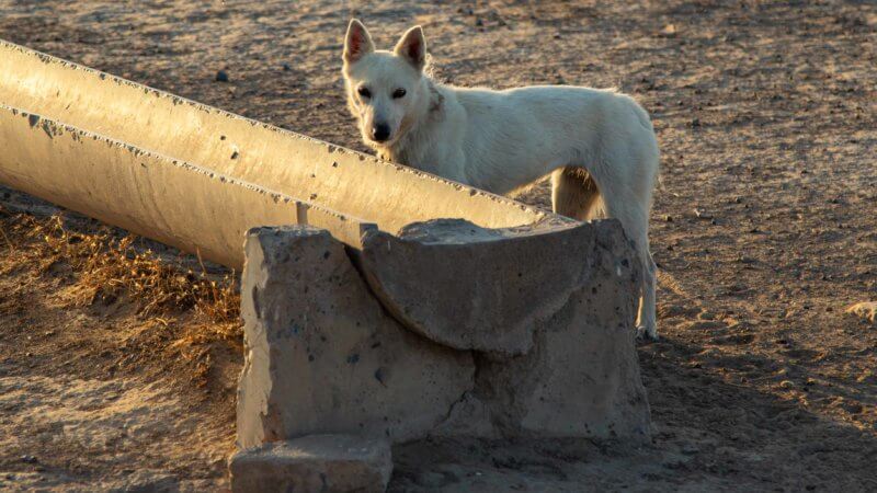 A Kazakh desert dog poses for a sunrise photo in a Kazakh desert.