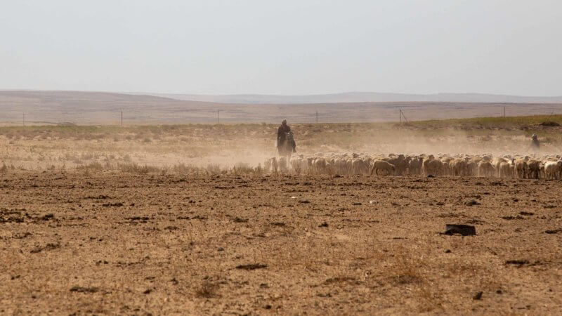 A Kazakh herder rounds up his sheep in the desert near Lake Balkhash.