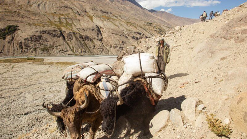Three yaks laden with sacks descend down a mountain trail in the Wakhan.