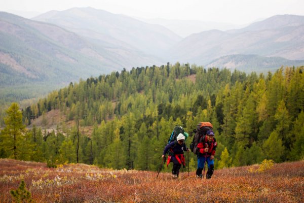 Two backpack-wearing hikers ascending a steep hill above a pine forest in Tuva.